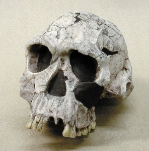 Reconstitution d'un crâne d'Homo habilis